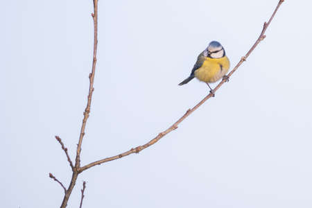 Eurasian Blue Tit, or Cyanistes caeruleus, is one of the most beautiful songbirds in the world. High quality photoの写真素材