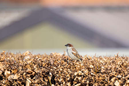 A small brown, grey and red colored feathered house sparrow standing on a vibrant brown hedge. The background is a faded roof in a countryside setting. The wild bird is perched on the tree with its wings tucked in. . High quality photoの写真素材