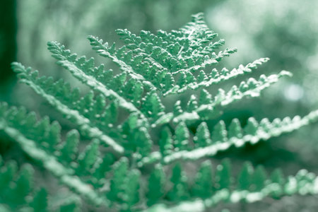 Beautyful ferns leaves, green foliage, natural floral fern background in sunlight. Natural green fern in the forest close up. High quality photoの写真素材