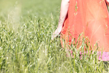 Human females hand moving through green field of the grass. Womans hand touching a young wheat in the wheat field while sunset. Girls hand touching wheat during sunny summer day. High quality photoの写真素材