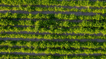 Aerial drone view to beds of green ripening potatoes bushes. Country field of potato in row lines. Fresh bright background. Top view. Nature, harvest, farm concept. High quality photoの写真素材