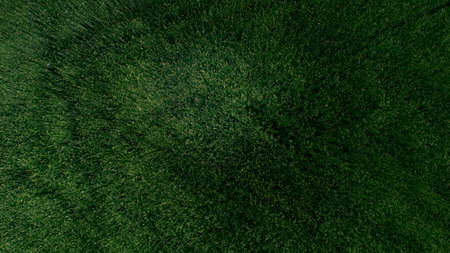 Aerial view drone shot Close-up of deep green wheat ears on field, top view. Backdrop of ripening ears of yellow wheat field. High quality photoの写真素材