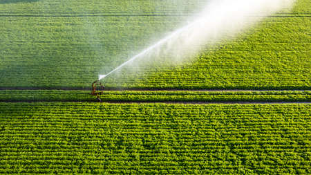 Aerial view by a drone of a potato field being irrigated by a gigantic and powerful irrigation system. High quality photoの素材 [FY310188290820]