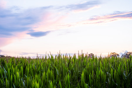 Young green corn growing on the field at sunset. Young Corn Plants. Corn grown in farmland, cornfield. High quality photoの写真素材