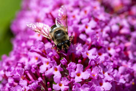 Close up of a western or european honey bee, Apis mellifera, feeding nector on a purple Buddleia,...