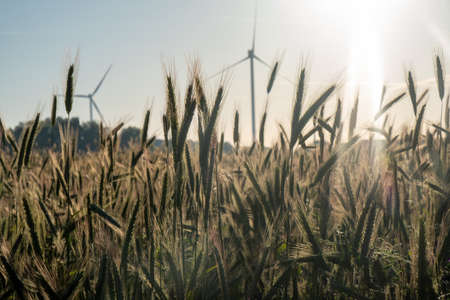 Wheat field. Close up of Ears of golden wheat against the rising or setting sun. Beautiful Nature Sunset Landscape. Rural Scenery under Shining Sunlight during sunrise or sunset. Rich harvest Concept. Background of ripening ears of wheat field.Label art design. High quality photoの写真素材