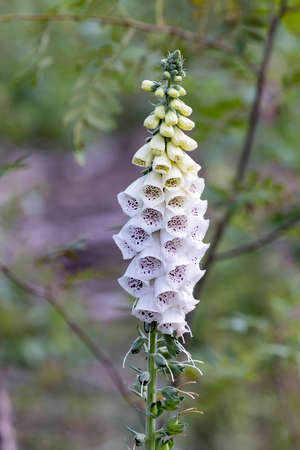 Digitalis purpurea, or Common Foxglove, Purple Foxglove or Lady's Glove growing naturally in forests...