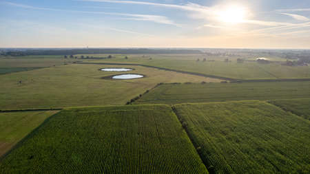 Agricultural aerial drone shot of level lines of Crop farming plantation rural setting during sunrise or sunset. High quality photoの写真素材