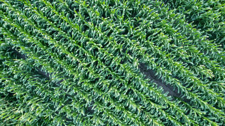 Corn field of green corn stalks and tassels, aerial drone photo above corn plants. High quality...