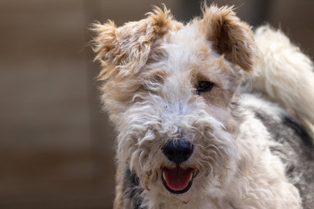 Fox Terrier Portrait against a natural background. High quality photo