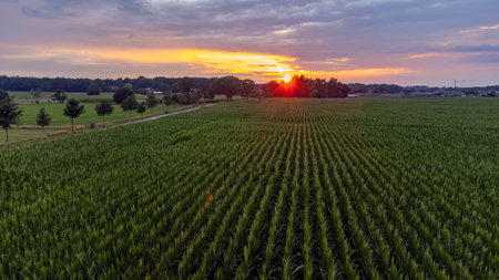 Young green corn growing on the field at sunset. Young Corn Plants. Corn grown in farmland, cornfield. High quality photoの写真素材