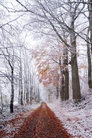 Forest after a heavy snowfall. Winter ponamramny landscape. Morning in the winter forest with freshly fallen snow. High quality photoの写真素材