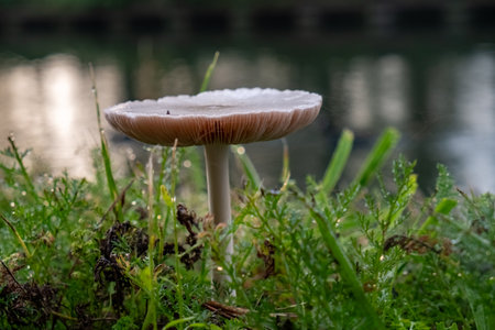 Discover the intricate beauty of a white mushroom as it stands elegantly in a lush meadow. This side...