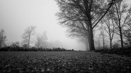 A captivating low-angle view of a winding road bordered by leafless trees on a tranquil, misty...