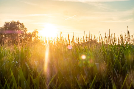 Corn field at sunset or sunrise with a golden sky and some soft clouds in a rural countryside landscape. High quality photoの写真素材