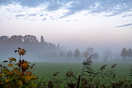 The image evokes a serene early morning in a meadow, with a delicate mist veiling the landscape. The silhouettes of trees emerge from the fog, creating a layered effect that adds depth and mystery to the scene. The sky, painted in soft pastel hues, heralds the beginning of a new day. The foreground features the crisp details of foliage, covered in morning dew, which contrasts with the softness of the obscured background. Mystic Dawn in the Meadow. High quality photoの写真素材