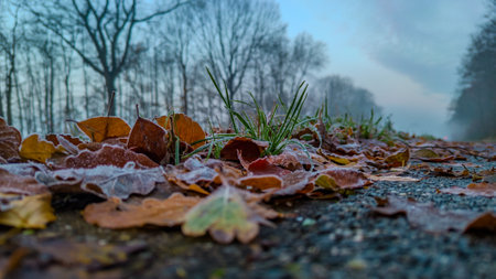 This image captures the essence of a frosty autumn morning at ground level, featuring fallen leaves scattered across a forest path. The leaves, edged with the delicate touch of frost, highlight the transition from autumn to winter. A soft light filters through the bare trees, suggesting the early hours of the day. The low angle of the shot emphasizes the textures of the leaves and the roughness of the path, as well as the quiet stillness of the forest, offering a glimpse into the quiet solitude of the season. Frosty Autumn Morning on a Forest Path. High quality photoの写真素材