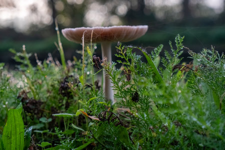 This close-up image captures a lone mushroom rising above the dew-kissed underbrush of a forest floor. The early morning light filters through, illuminating the intricate details of the surrounding foliage and the glistening water droplets. The mushroom stands as a natural umbrella over the miniature landscape, symbolizing growth and the quiet beauty of the forests micro-ecosystem. Dewy Dawn: Mushroom Amidst Mornings Freshness. High quality photoの写真素材