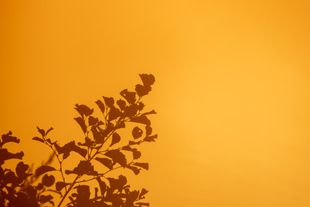 This minimalist image presents the delicate silhouette of a plant with leaves and branches against a monochromatic golden backdrop. The simplicity of the composition focuses attention on the intricate outline of the foliage, with the smooth gradient of the background evoking the feel of a sunset or a warmly lit studio backdrop. The absence of other elements in the frame enhances the plants elegance and the overall tranquil atmosphere of the photograph. Silhouetted Foliage Against a Golden Sky. High quality photoの写真素材