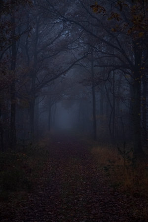 This evocative image captures the essence of a dusk-enshrouded forest path, enveloped in the calming yet mysterious embrace of the twilight mist. The subdued light barely penetrates the density of the overhanging branches, giving rise to a somber atmosphere thats both serene and slightly ominous. A carpet of leaves covers the path, leading the eye towards the unknown depths of the woodland. Twilight Whispers: The Enigmatic Forest Path. High quality photoの写真素材