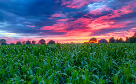 The image depicts a stunning sunset illuminating the sky with vibrant shades of pink, red, and purple. The view over lush, green corn fields stretching towards the horizon under this breathtaking skyscape embodies the essence of the rural heartland at dusk. Vibrant Sunset over Lush Corn Fields with a Spectacular Cloudscape. High quality photoの写真素材