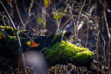 A detailed shot of a twig on a tree branch covered in lush green moss, showcasing the beauty of terrestrial plant life in a natural forest landscapeの写真素材