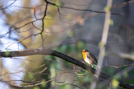 A vibrant little bird with a bright orange chest is perched on a tree branch in a beautiful forest...