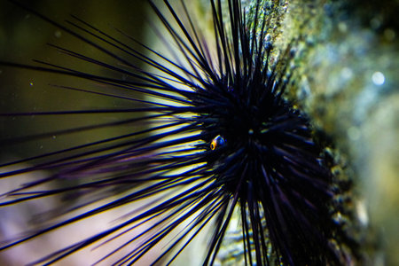 Detailed close-up of a black sea urchin with long spines attached to a rock in an underwater...