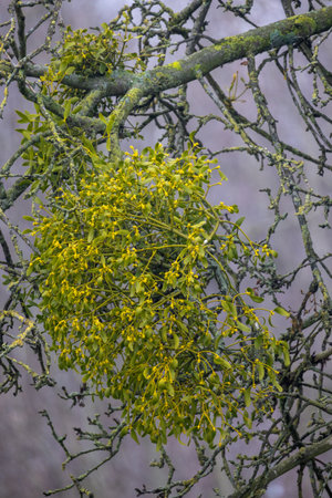 In the winter, a cluster of mistletoe hangs gracefully from a tree branch, enhancing the scene with festive beautyの写真素材
