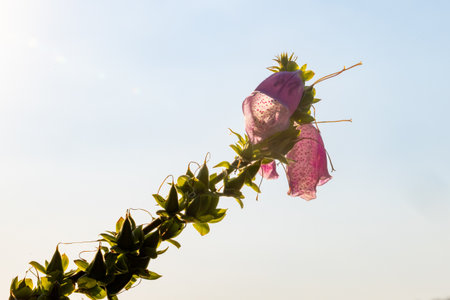 A pink flower blooms beautifully on a sunny day, standing out against the blue sky in a picturesque...