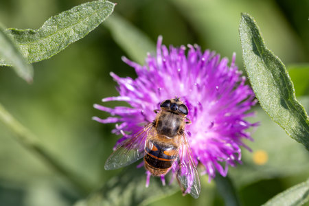 A busy bee diligently gathers nectar from a vibrant purple thistle, showcasing natures essential...