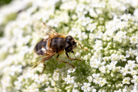A closeup image showcasing a bee diligently gathering pollen from fragile and delicate white flowers...