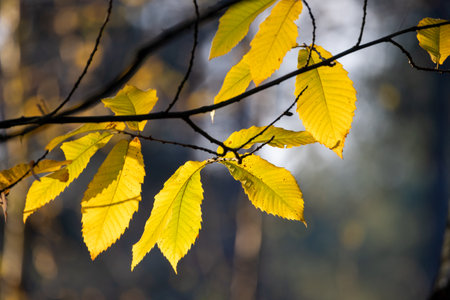 Close-up of vibrant yellow autumn leaves on a branch, backlit by sunlight in a serene forest...