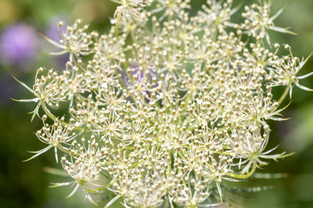 Here is a stunning closeup of a beautiful and intricate white flower cluster, all set in a natural...