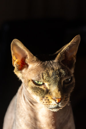 This image captures the unique appearance of a Don Sphynx cat, characterized by its hairless skin and prominent facial features. The dramatic side lighting emphasizes the cats thoughtful expression and the textures of its wrinkled skin, adding depth and character to the portrait. The dark background contrasts with the warm light on the cats face, focusing the viewers attention on the intensity of its gaze. Contemplative Don Sphynx Cat in Dramatic Lighting. High quality photoの写真素材