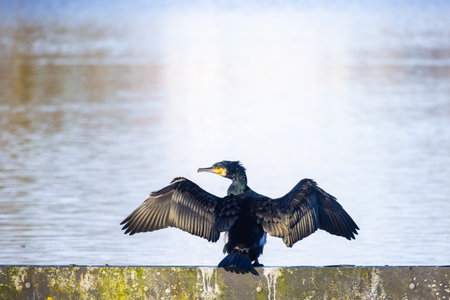 This is an image of a Great Cormorant (Phalacrocorax carbo), perched upon a water barrier, wings spread wide as it dries its feathers in the sunlight. The birds black plumage and distinctive yellow throat patch are highlighted against the shimmering blue water background. Great Cormorant Basking in the Sun. High quality photoの写真素材