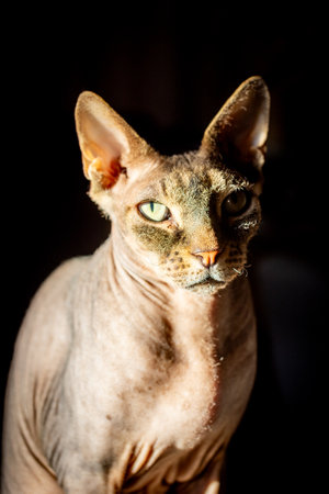 This striking image features a Don Sphynx cat, recognizable by its hairless, wrinkled skin and...