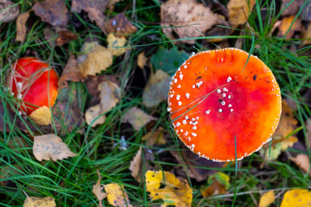 Two mushrooms are seen sprouting amidst the grass, with leaves surrounding themの写真素材