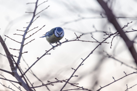 A blue tit bird rests peacefully on a slender branch in winter, showcasing nature's delicate beautyの写真素材