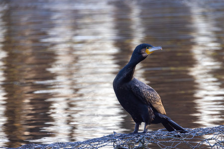 A stunning cormorant gracefully perched by the calm waters, beautifully showcasing natures elegance and splendorの写真素材