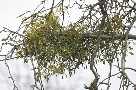 A vibrant green mistletoe cluster brings life to the otherwise bare branches of a tree. The overcast sky casts a soft light, highlighting the plants resilience in the dormant season. Verdant Mistletoe Cluster Perched in the Sparse Branches of a Tree. High quality photoの写真素材