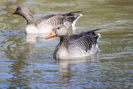 A beautiful and serene scene showcases two graceful geese gliding effortlessly across a tranquil pondの写真素材