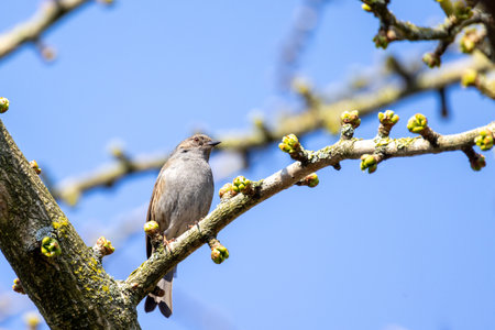 A peaceful, serene view showcasing a beautiful bird resting quietly on a budding branch beneath a clear blue skyの写真素材
