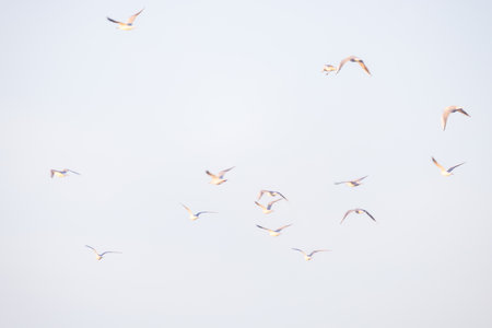 A beautifully serene view of a large flock of birds soaring gracefully against a light blue sky...