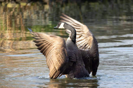 A beautiful goose gracefully spreads its wings on calm water, capturing natures essence of...