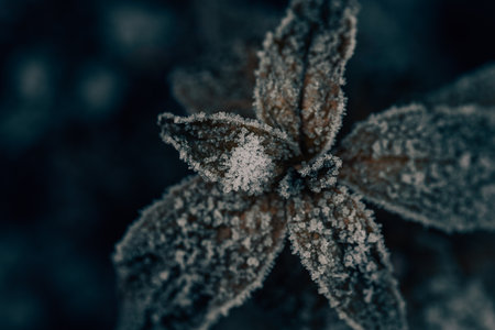 A captivating, stunning closeup of frosted leaves captured in icy clarity, showcasing the true beauty of natureの写真素材