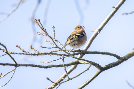 A stunningly beautiful songbird perched gracefully on a branch, proudly showcasing natures elegance during spring timeの写真素材