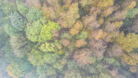 A breathtaking aerial shot beautifully showcasing a vibrant and colorful forest canopy during the autumn seasonの写真素材