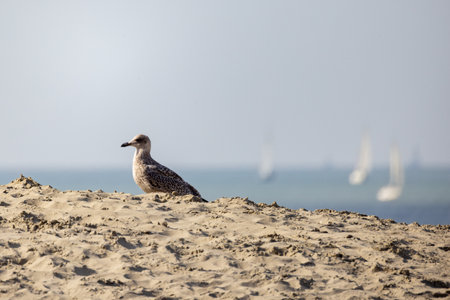 A serene and graceful seagull perched gently on warm sand, overlooking a stunning and tranquil ocean sceneの写真素材