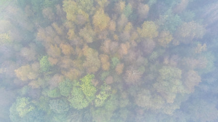 Experience a breathtaking aerial view of a misty autumn forest filled with vibrant and colorful foliageの写真素材